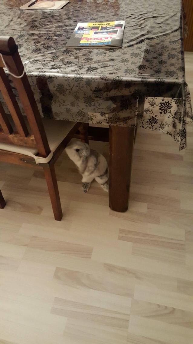 Kanin Semba! <3 billede 26