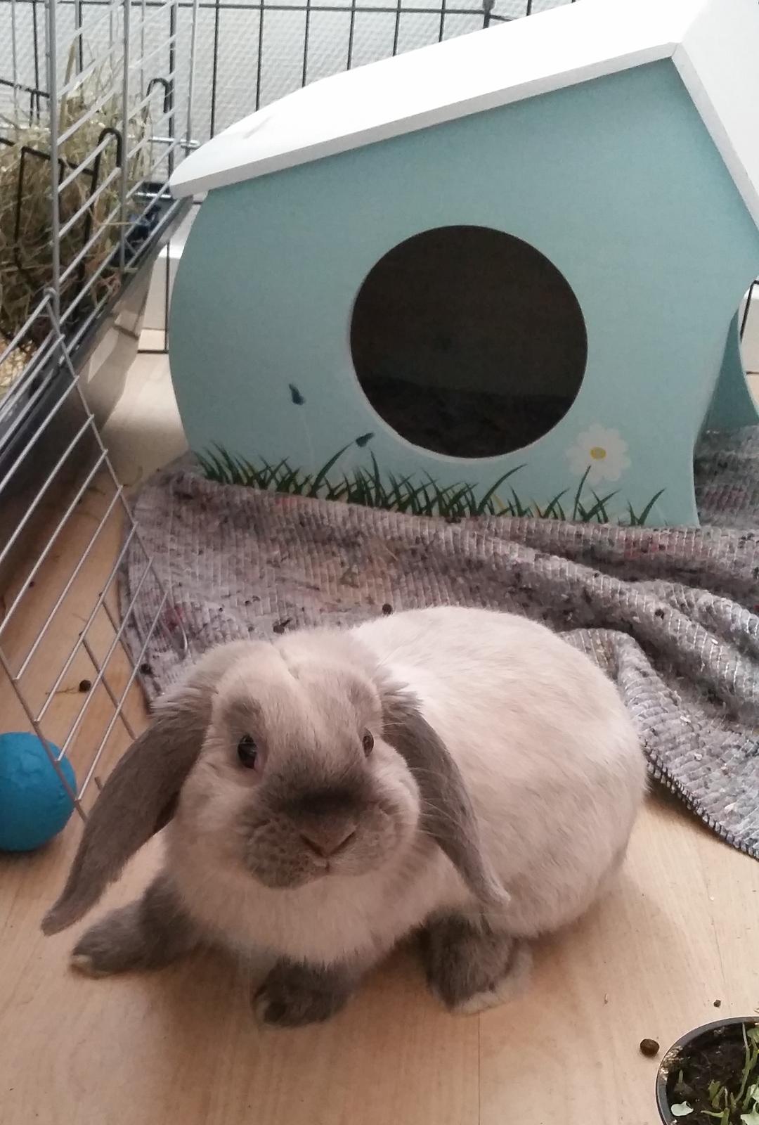 Kanin Dværgvædder Anakin billede 1