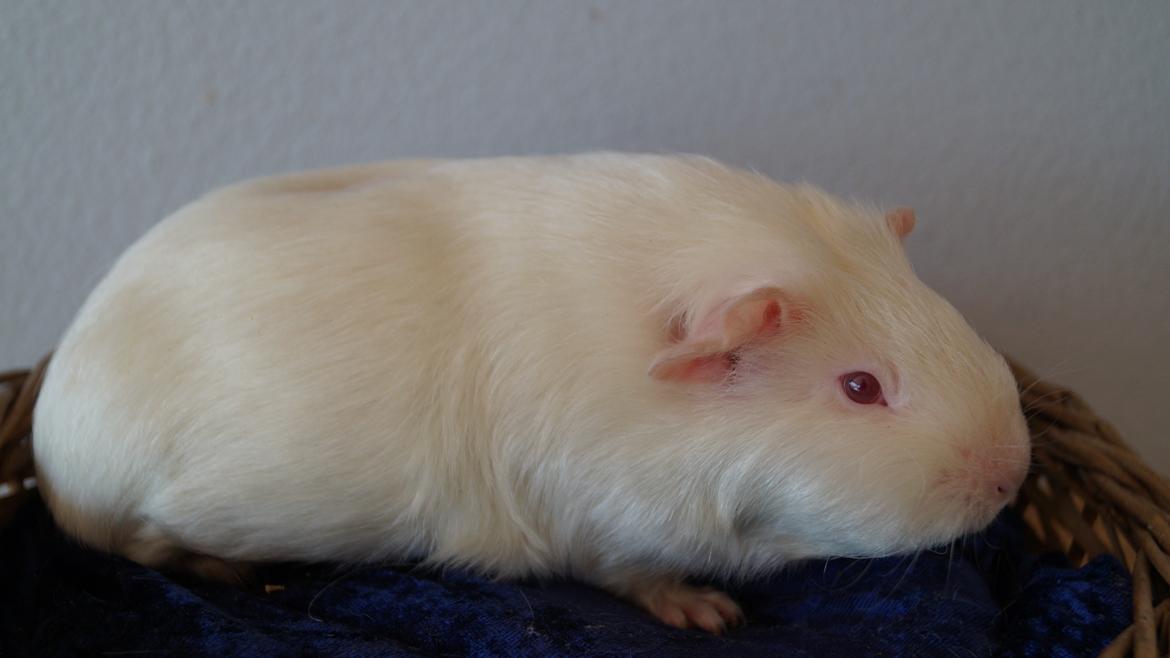 Marsvin Minnie billede 2