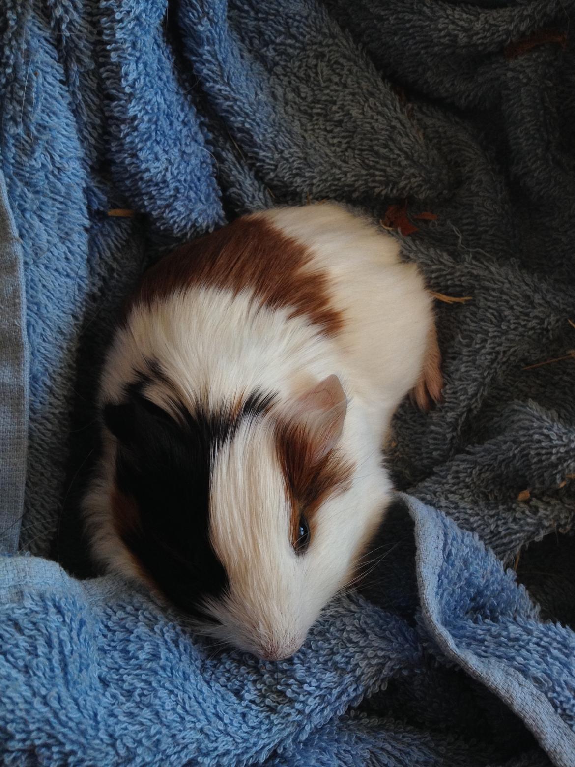 Marsvin Piilgaardens Fiona billede 11