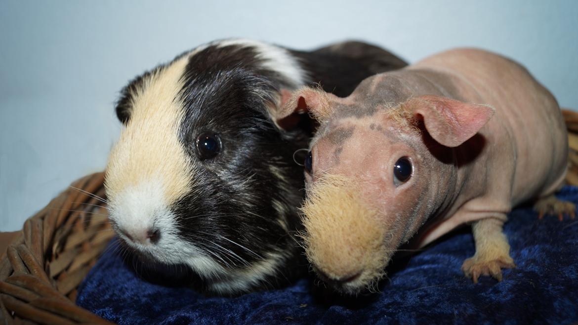 Marsvin Maggie billede 6