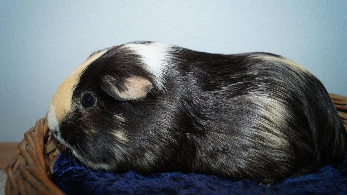 Marsvin Maggie billede 2