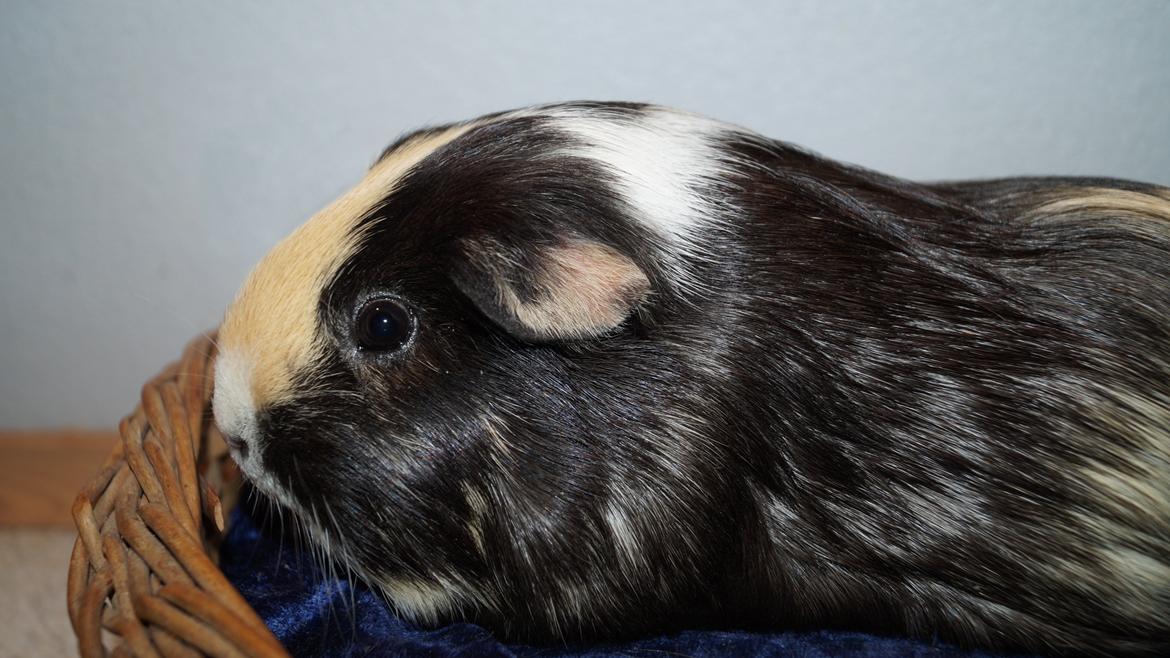 Marsvin Maggie billede 4