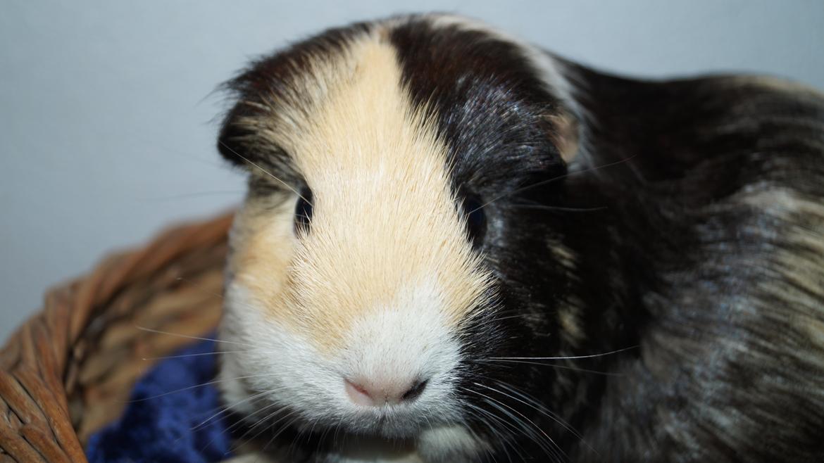 Marsvin Maggie billede 1