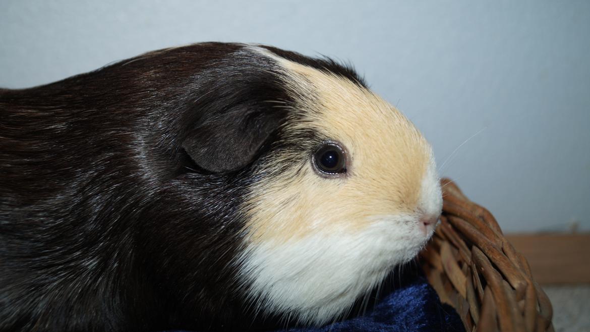 Marsvin Maggie billede 5