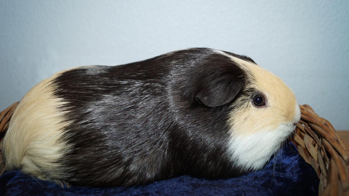 Marsvin Maggie billede 3