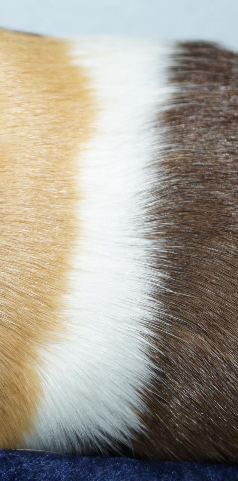 Marsvin Rosa billede 5