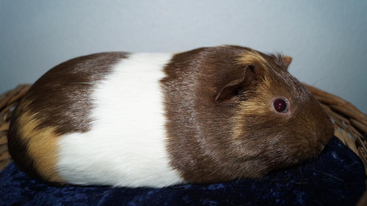 Marsvin Rosa billede 2