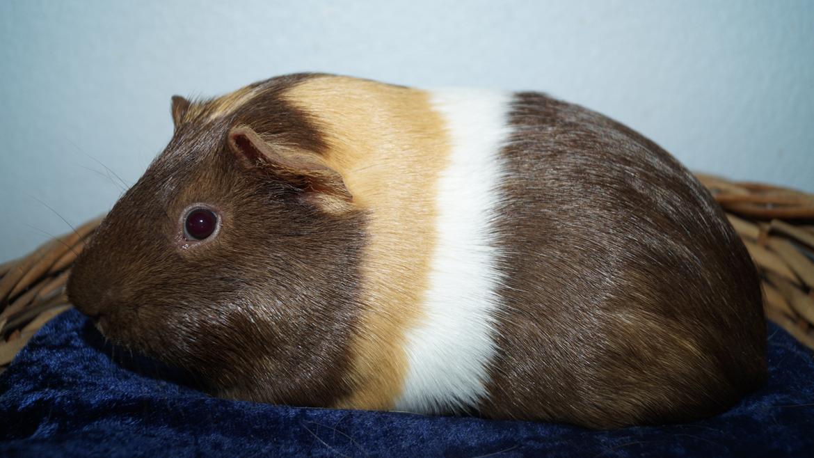 Marsvin Rosa billede 1