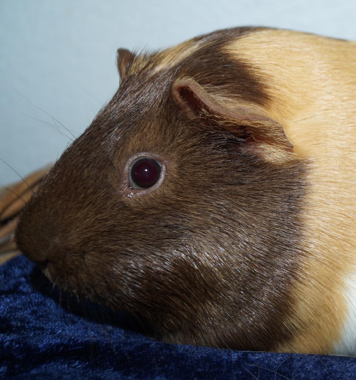 Marsvin Rosa billede 3