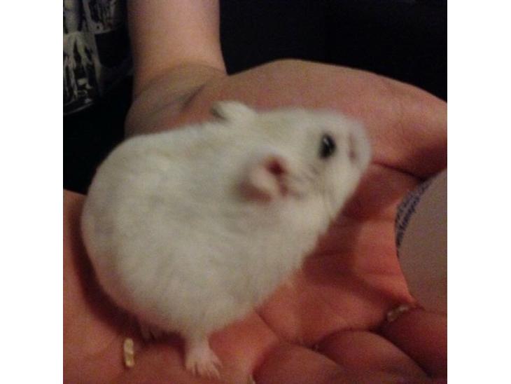 Hamster Josefine *(R.I.P)* billede 0