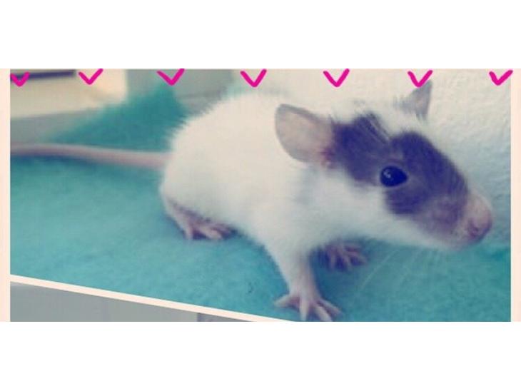 Tamrotte Jasmin *( R.I.P )* billede 0