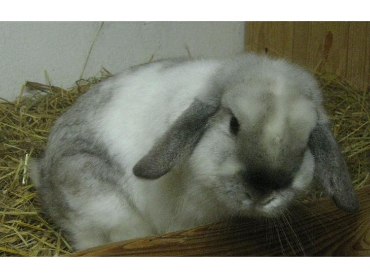 Kanin Kastaniens White Diamond billede 1