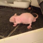 Tamrotte Rofus