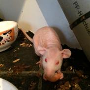 Tamrotte Rofus