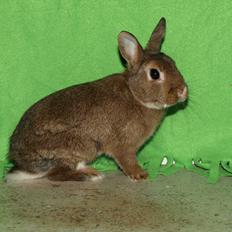 Kanin Kris Kaninus *RIP*