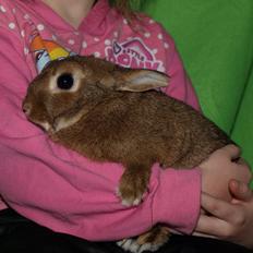 Kanin Kris Kaninus *RIP*