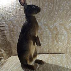 Kanin Stald Jordbro's Lepus