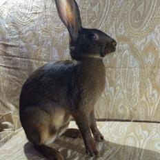 Kanin Stald Jordbro's Lepus