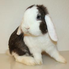 Kanin LGF's Bertram Junior