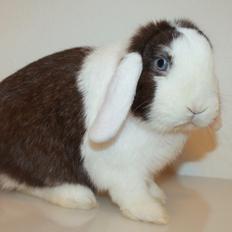 Kanin LGF's Bertram Junior