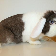 Kanin LGF's Bertram Junior