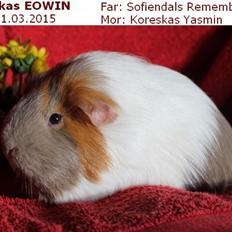 Marsvin Koreskas EOWIN
