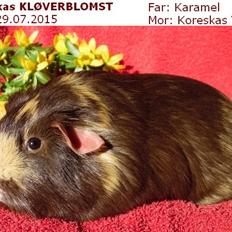 Marsvin Koreskas KLØVERBLOMST