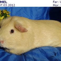 Marsvin KARAMEL - fra Næstved