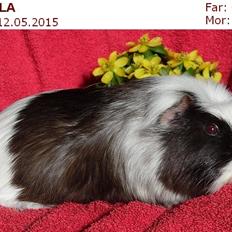 Marsvin SMILLA fra Køge