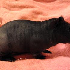 Marsvin ( Skinny) Jack O'Lantern von Fancy (kastrat)