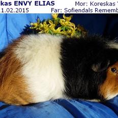Marsvin Koreskas ENVY ELIAS