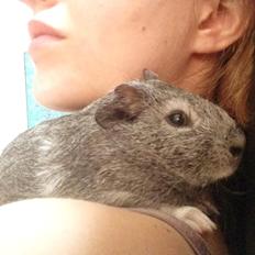 Marsvin Oscar "Silver Fox"