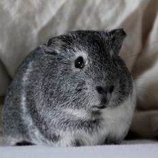 Marsvin Oscar "Silver Fox"