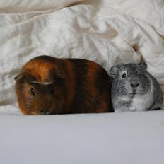 Marsvin Oscar "Silver Fox"