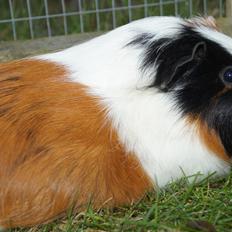 Marsvin Piilgaardens Fiona