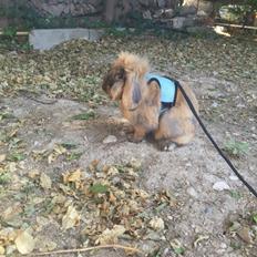 Kanin Oscar, Himmelgnaver