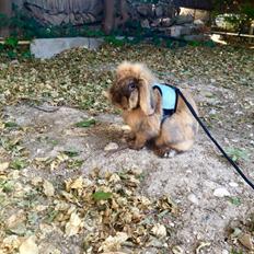 Kanin Oscar, Himmelgnaver