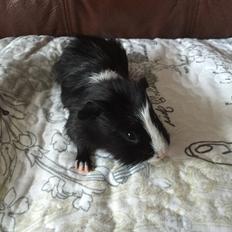 Marsvin Er her ikke mere ;( Pocahontas Aiyana Navajo 