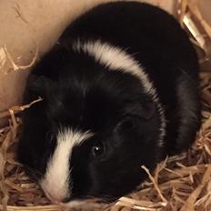 Marsvin Er her ikke mere ;( Pocahontas Aiyana Navajo 