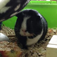 Marsvin Er her ikke mere ;( Pocahontas Aiyana Navajo 