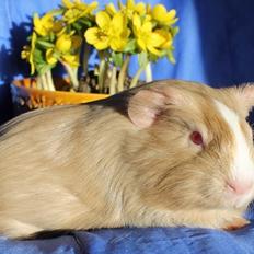 Marsvin Koreskas NADIM