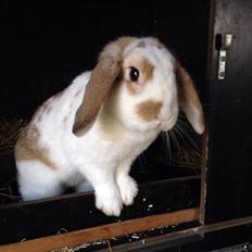 Kanin Bjørkvangs Miina