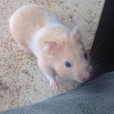 Hamster Tjalfe Hamtaro *RIP*