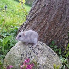 Dværghamster coco RIP ???