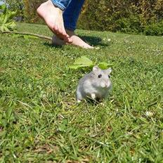 Dværghamster coco RIP ???