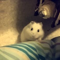 Dværghamster coco RIP ???