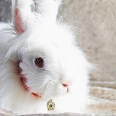 Kanin Prinsesse pjuske