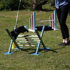 Kanin Unikos Zarkana av Stjärnan