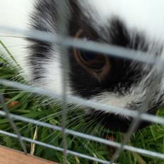 Kanin Mælkebøttegaardens Kiwi